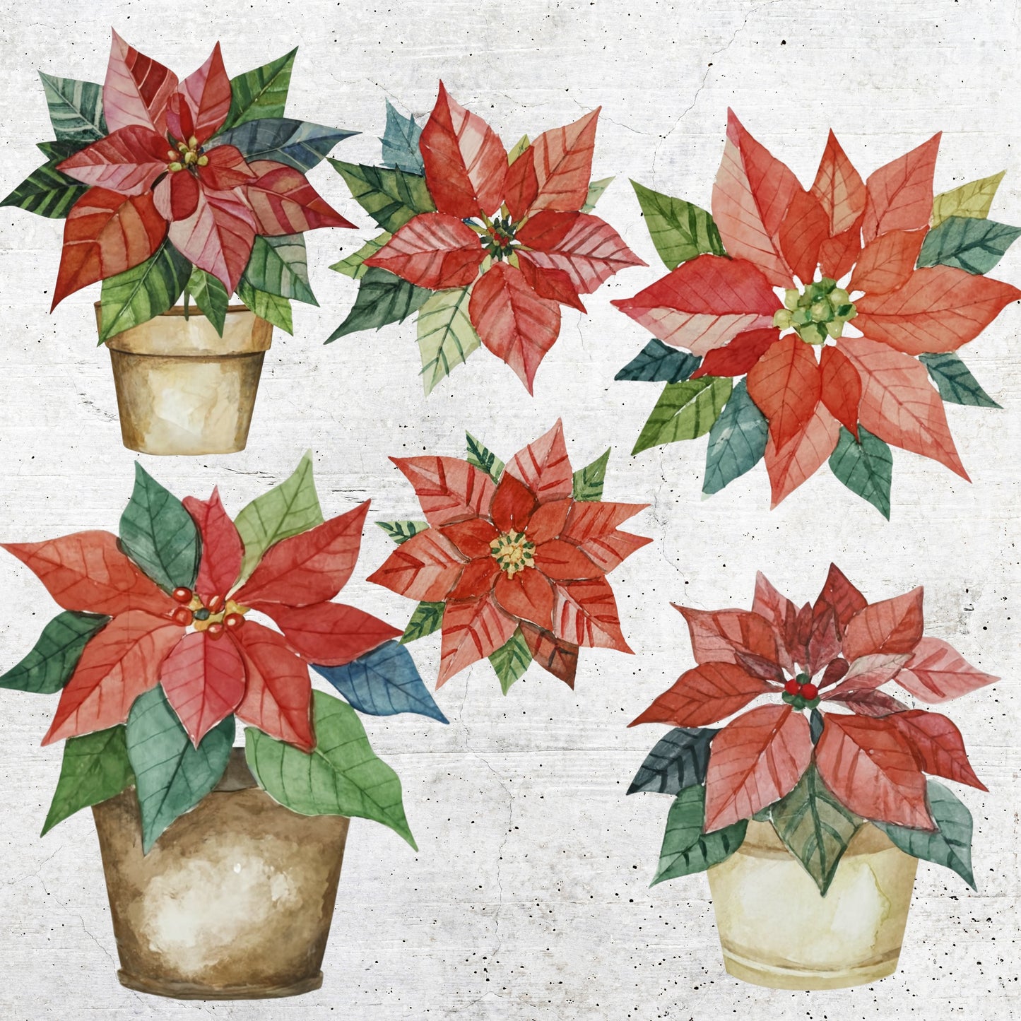 Illustration of poinsettias in pots on a textured white background
