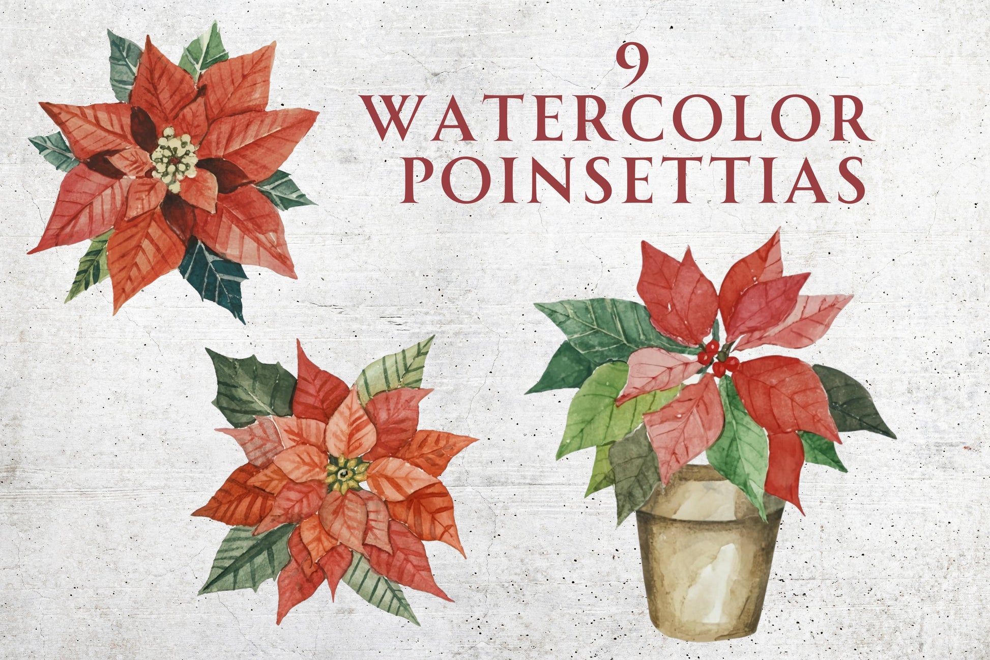 Watercolor Christmas Poinsettias - Sunny Jar Personalized Designs