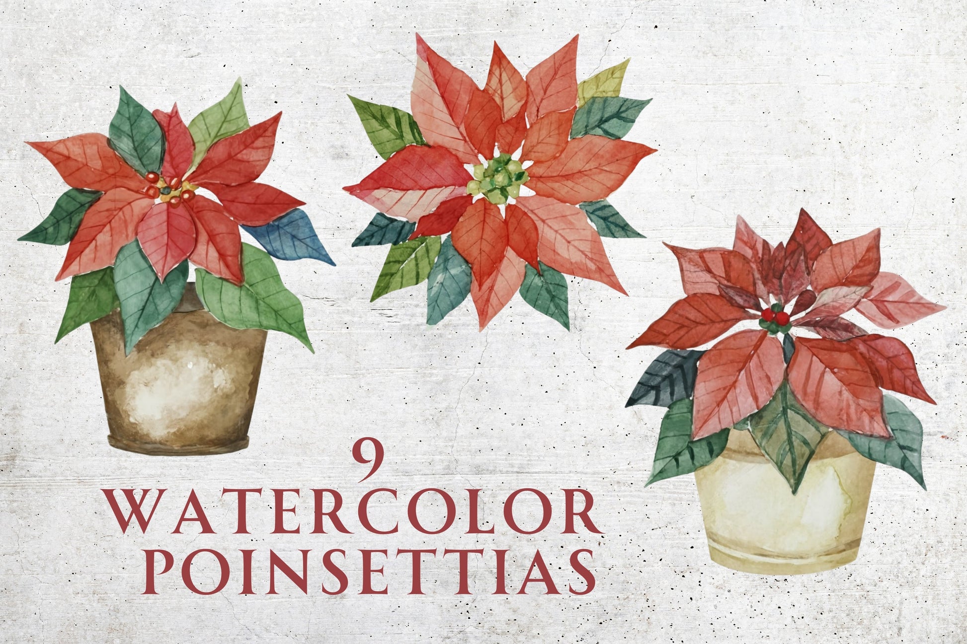 Watercolor Christmas Poinsettias - Sunny Jar Personalized Designs