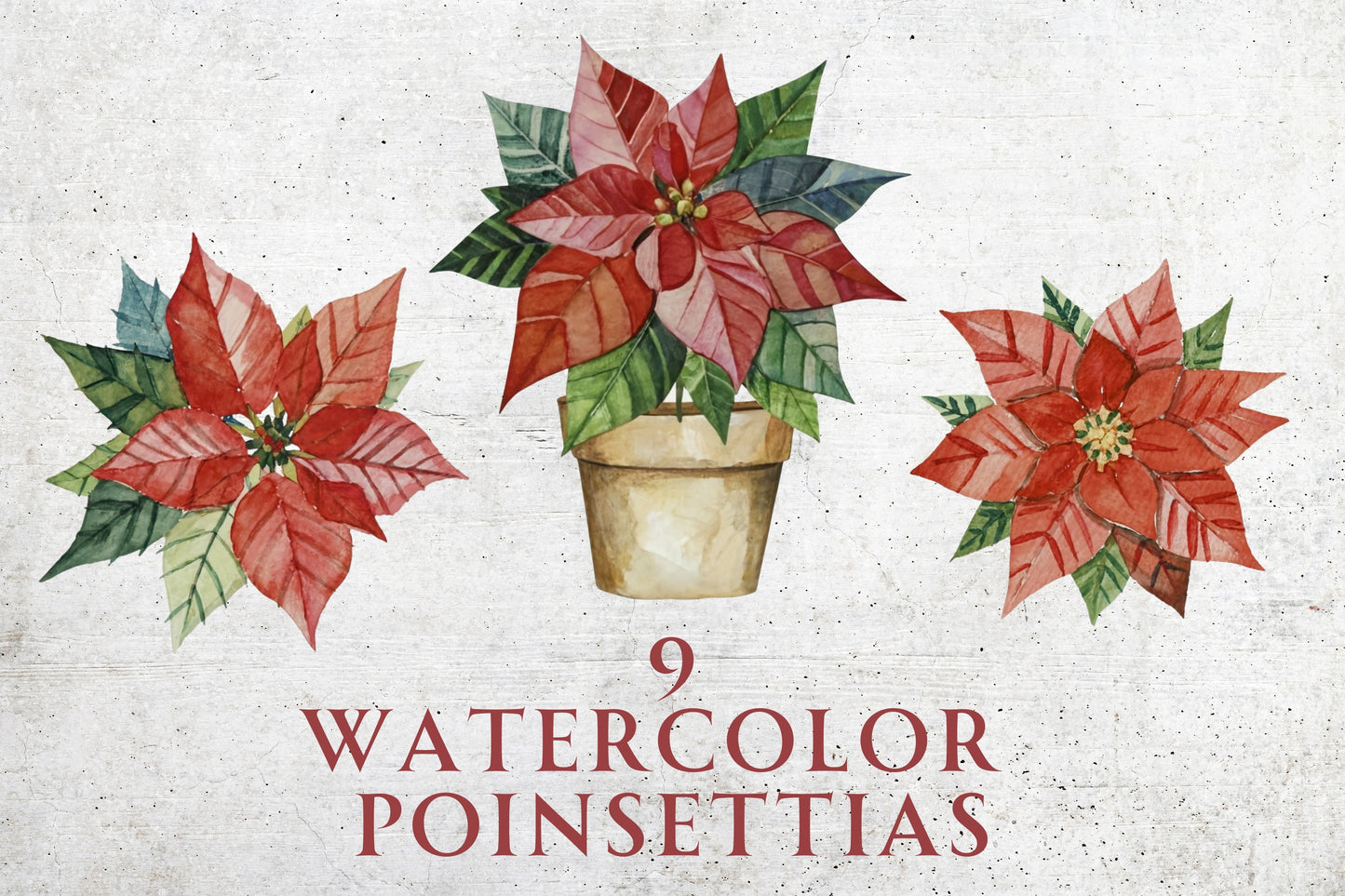 Watercolor Christmas Poinsettias - Sunny Jar Personalized Designs